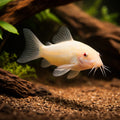 best algae eating fish — Catfish cory pleco for sale UK — AI hero driftwood view