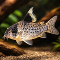 best algae eating fish — Catfish cory pleco for sale UK — AI hero driftwood view