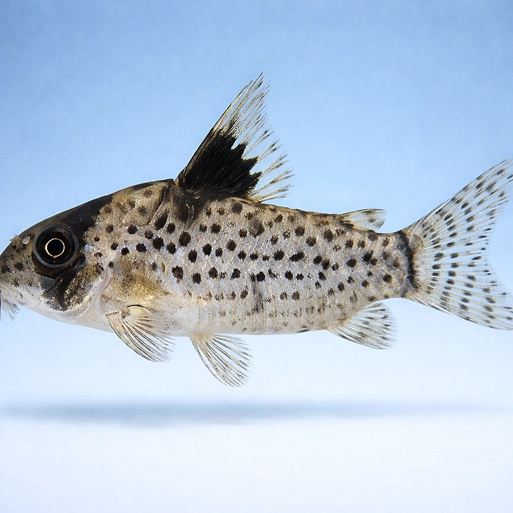 best algae eating fish — Catfish cory pleco for sale UK — AI side clean view