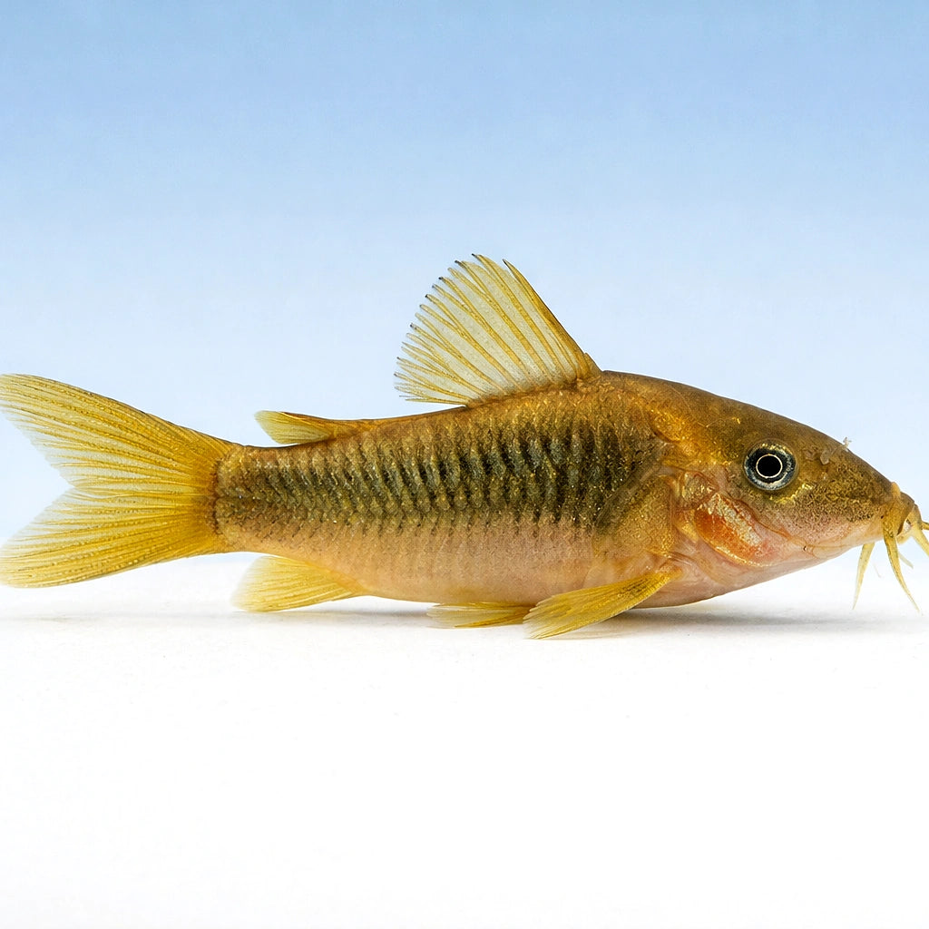 best algae eating fish — Catfish cory pleco for sale UK — AI side clean view