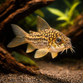 best algae eating fish — Catfish cory pleco for sale UK — AI hero driftwood view