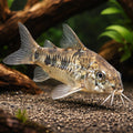 best algae eating fish — Catfish cory pleco for sale UK — AI hero driftwood view