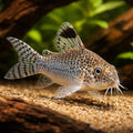 best algae eating fish — Catfish cory pleco for sale UK — AI hero driftwood view