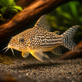 best algae eating fish — Catfish cory pleco for sale UK — AI hero driftwood view