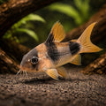 best algae eating fish — Catfish cory pleco for sale UK — AI hero driftwood view