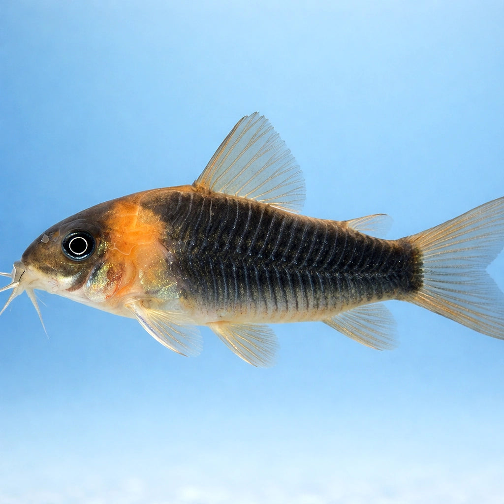 best algae eating fish — tropical fish for sale UK — AI side clean view
