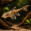 best algae eating fish — Catfish cory pleco for sale UK — AI hero driftwood view