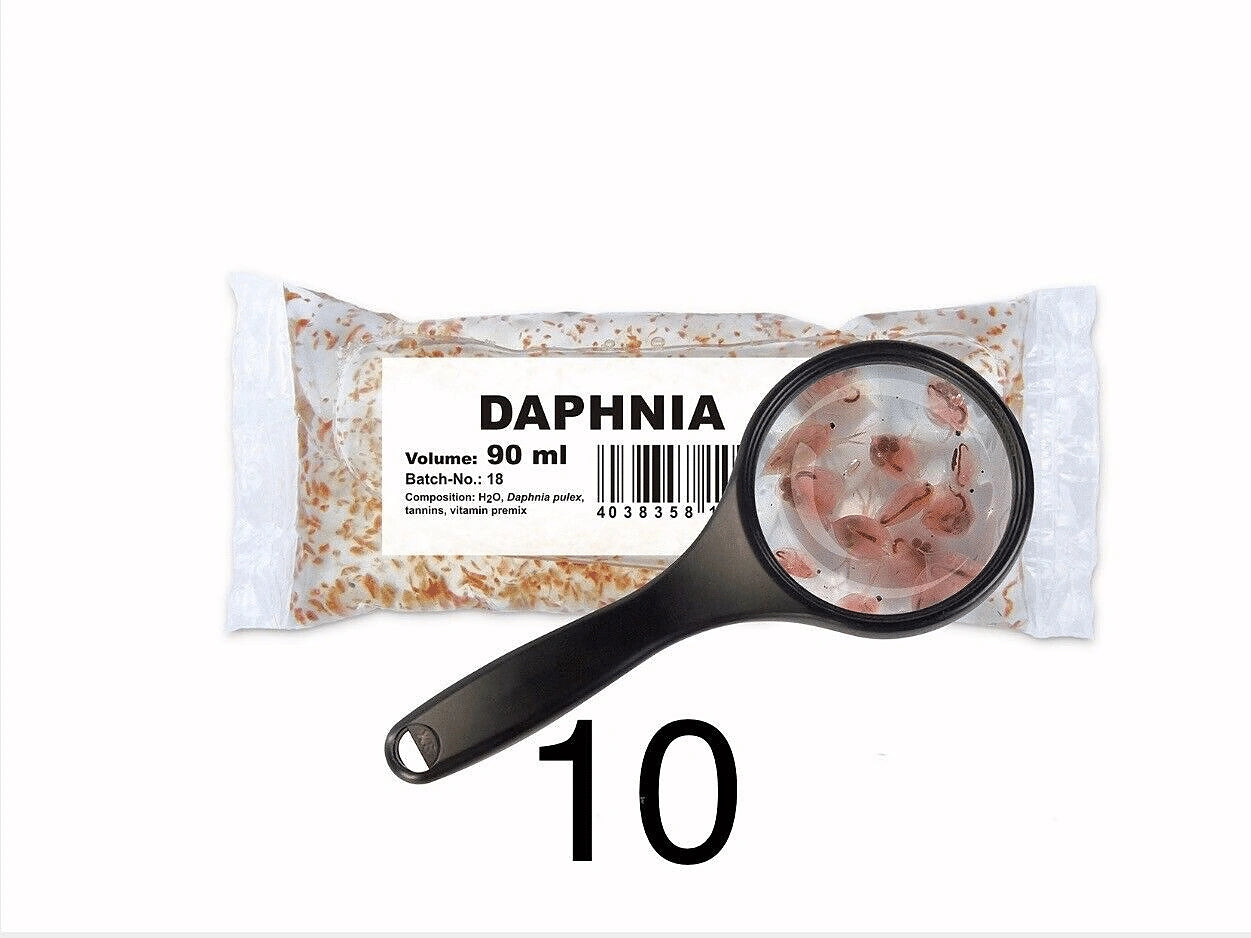 Best Food for Tropical Fish - 90ml Daphnia in Water | UK — Live Food