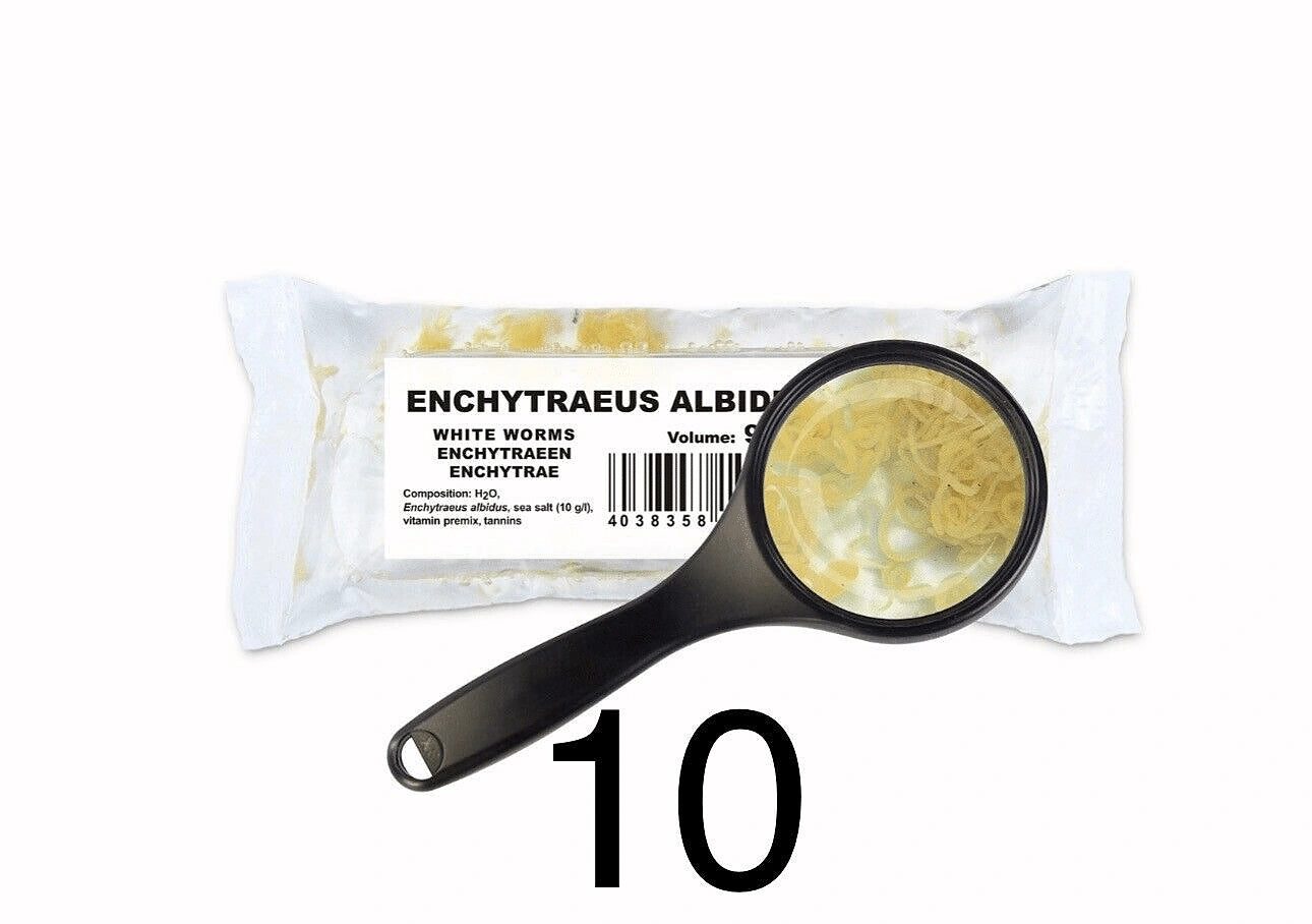 Best Food for Tropical Fish - White Worms (90 ML) | UK — Live Food