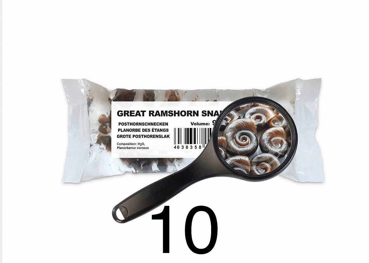 Best Food for Tropical Fish - 90ml Bags | UK — Live Food