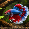 Betta battle paradise DUO mixed colors 1 pc — tropical fish for sale UK — AI hero driftwood view
