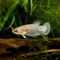 Betta female Alien Samurai Copper - Betta Fish for Sale UK — tropical fish for sale UK — AI natural aquarium view