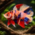 betta fish temperature — Betta Fighter fish for sale UK — AI hero driftwood view