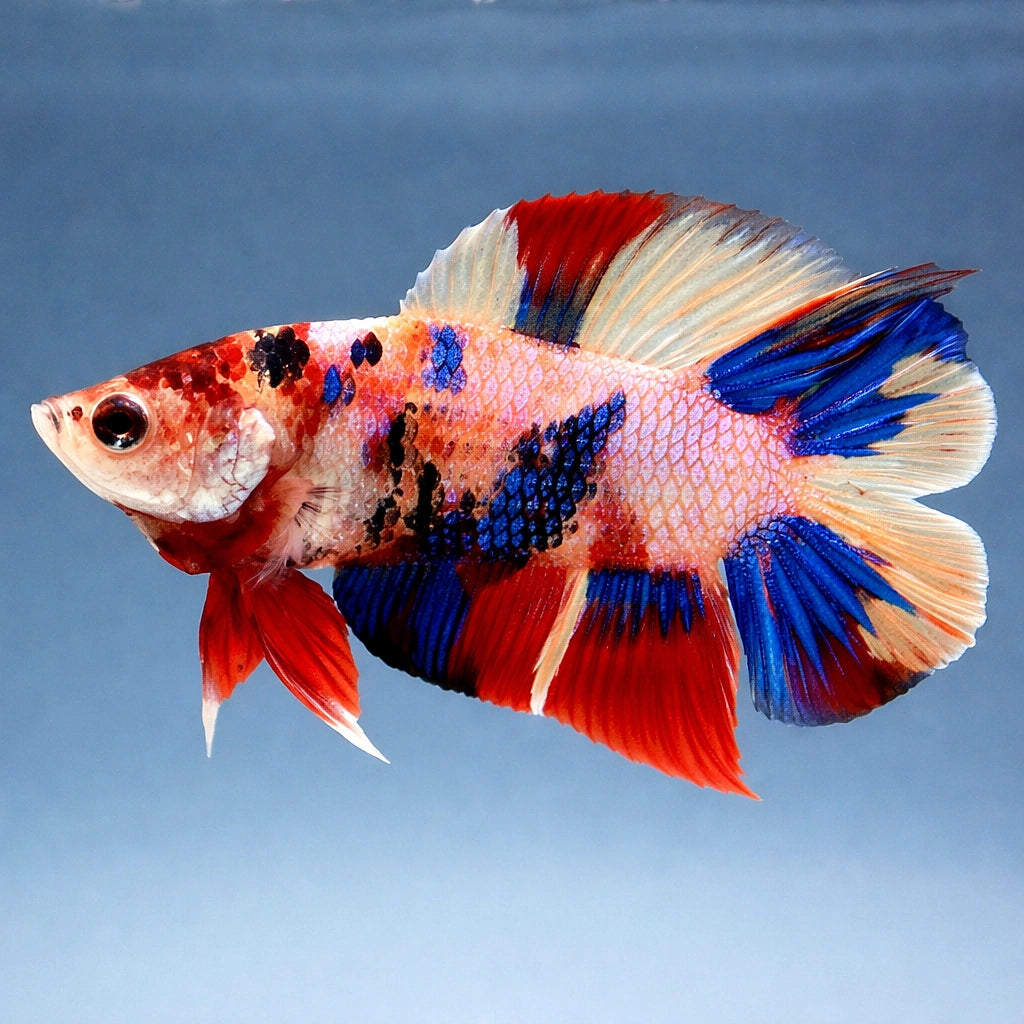 betta fish temperature — Betta Fighter fish for sale UK — AI side clean view