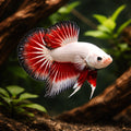 betta fish temperature — Betta Fighter fish for sale UK — AI hero driftwood view
