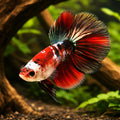 betta fish temperature — Betta Fighter fish for sale UK — AI hero driftwood view