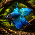 betta fish temperature — Betta Fighter fish for sale UK — AI hero driftwood view