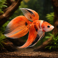 betta fish temperature — Betta Fighter fish for sale UK — AI hero driftwood view