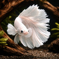 betta fish temperature — Betta Fighter fish for sale UK — AI hero driftwood view