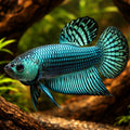 betta fish UK — Betta Fighter fish for sale UK — AI hero driftwood view