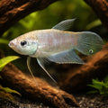  — tropical fish for sale UK — AI hero driftwood view