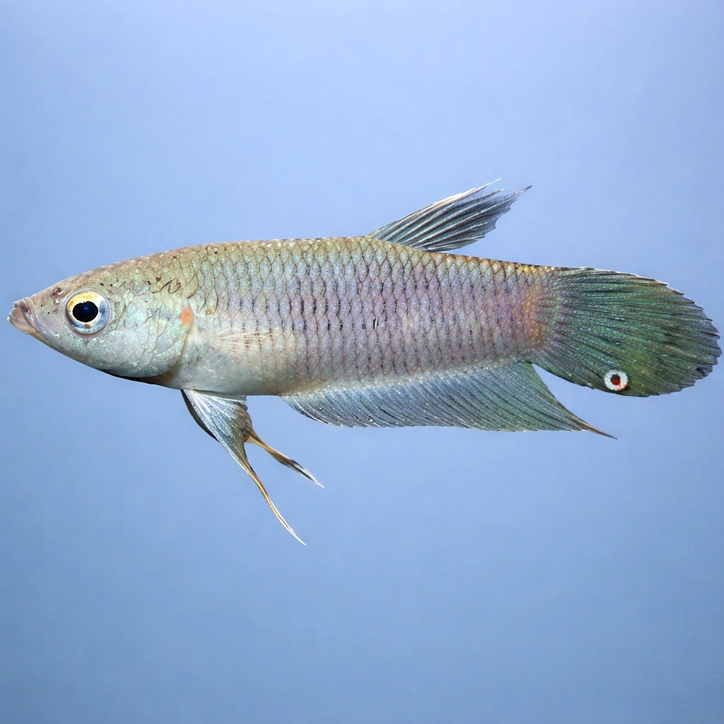 — tropical fish for sale UK — AI side clean view