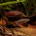 Betta rubra — tropical fish for sale UK — AI natural aquarium view