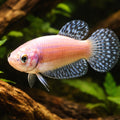 Betta spl. female Alien blue L — tropical fish for sale UK — AI hero driftwood view