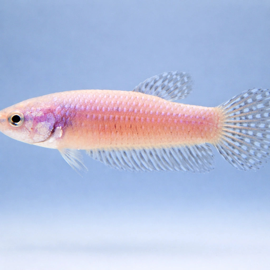 Betta spl. female Alien blue L — tropical fish for sale UK — AI side clean view