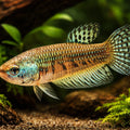 Betta spl. female Alien green L — tropical fish for sale UK — AI hero driftwood view