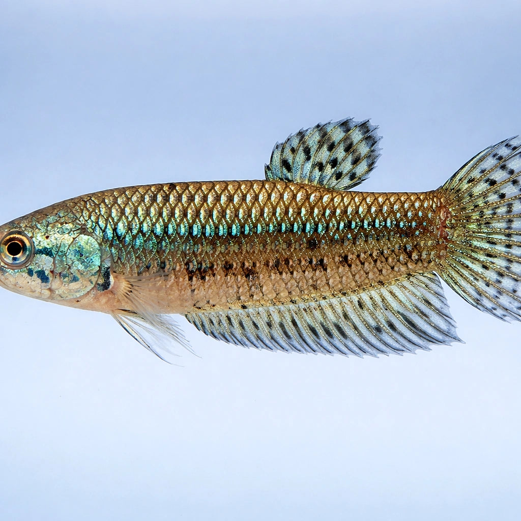Betta spl. female Alien green L — tropical fish for sale UK — AI side clean view