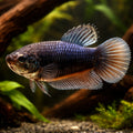 Betta spl. female giant A grade — tropical fish for sale UK — AI hero driftwood view