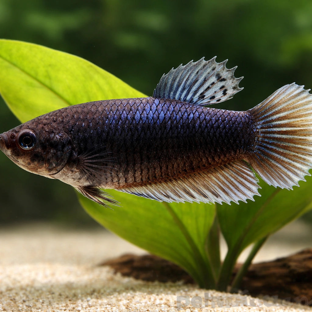 Betta spl. female giant A grade — tropical fish for sale UK — AI scale plant view