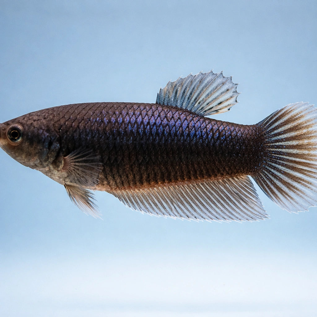 Betta spl. female giant A grade — tropical fish for sale UK — AI side clean view