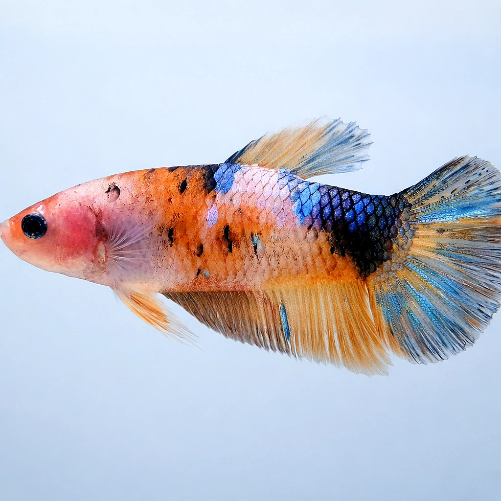 Betta spl. female Giant Nemo XL — tropical fish for sale UK — AI side clean view