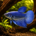 Betta spl. female Halfmoon Blue XL — tropical fish for sale UK — AI hero driftwood view