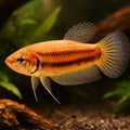 Betta spl. female Mahachaiensis XL — tropical fish for sale UK — AI hero driftwood view