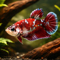Betta spl. female plakat galaxy L — tropical fish for sale UK — AI hero driftwood view