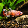Betta spl. female plakat koi L — tropical fish for sale UK — AI natural aquarium view
