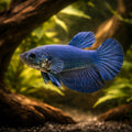 Betta spl. female SuperDelta blue XL — tropical fish for sale UK — AI hero driftwood view