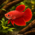 Betta spl. female SuperDelta red XL — tropical fish for sale UK — AI hero driftwood view