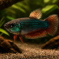 Betta spl. female Wild Smaragdina Guitar L — tropical fish for sale UK — AI hero driftwood view
