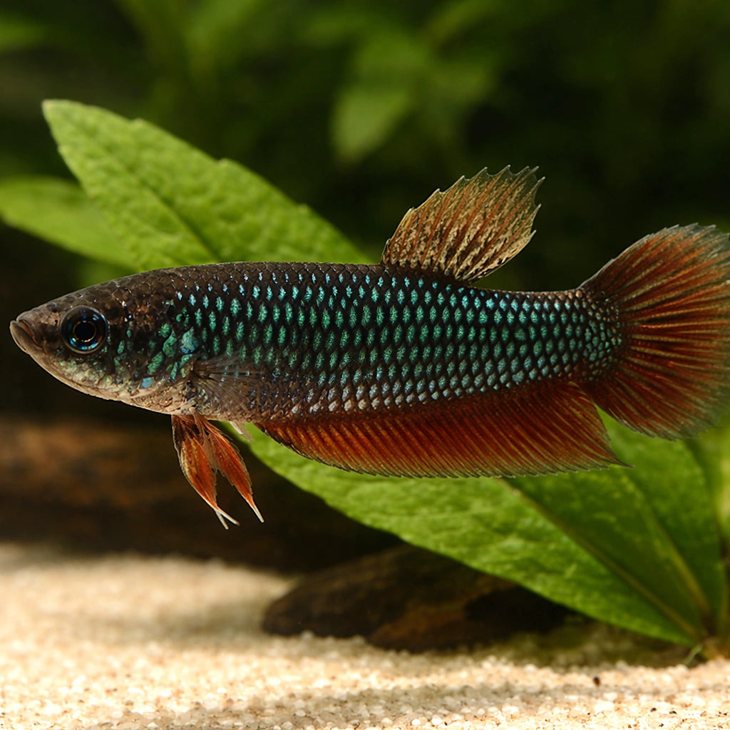 Betta spl. female Wild Smaragdina Guitar L — tropical fish for sale UK — AI scale plant view
