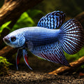 Betta spl. male Alien blue L — tropical fish for sale UK — AI hero driftwood view