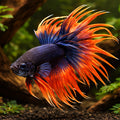 Betta spl. male crowntail bicolor XL — tropical fish for sale UK — AI hero driftwood view