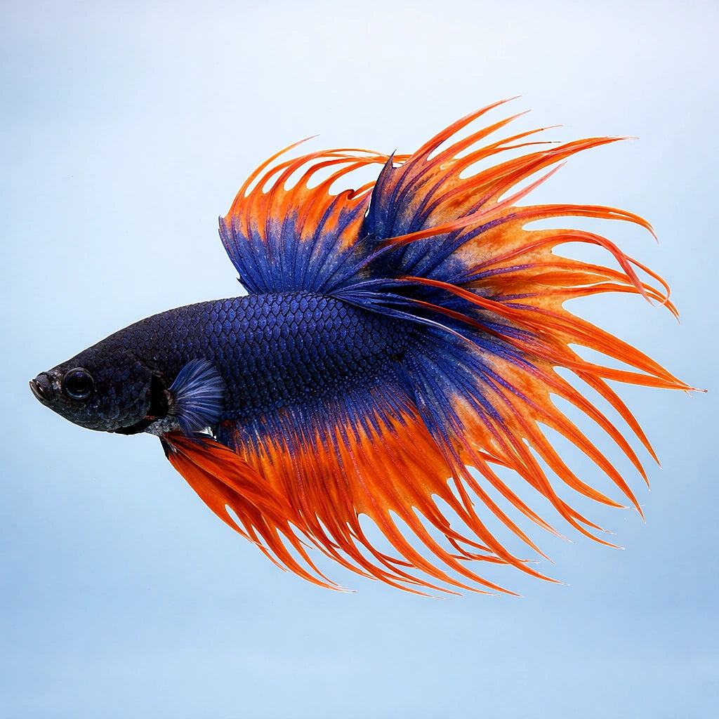 Betta spl. male crowntail bicolor XL — tropical fish for sale UK — AI side clean view