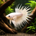 Betta spl. male crowntail white L — tropical fish for sale UK — AI hero driftwood view