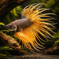 Betta spl. male crowntail yellow S — tropical fish for sale UK — AI hero driftwood view