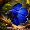 Betta spl. male double tail blue XL — tropical fish for sale UK — AI hero driftwood view