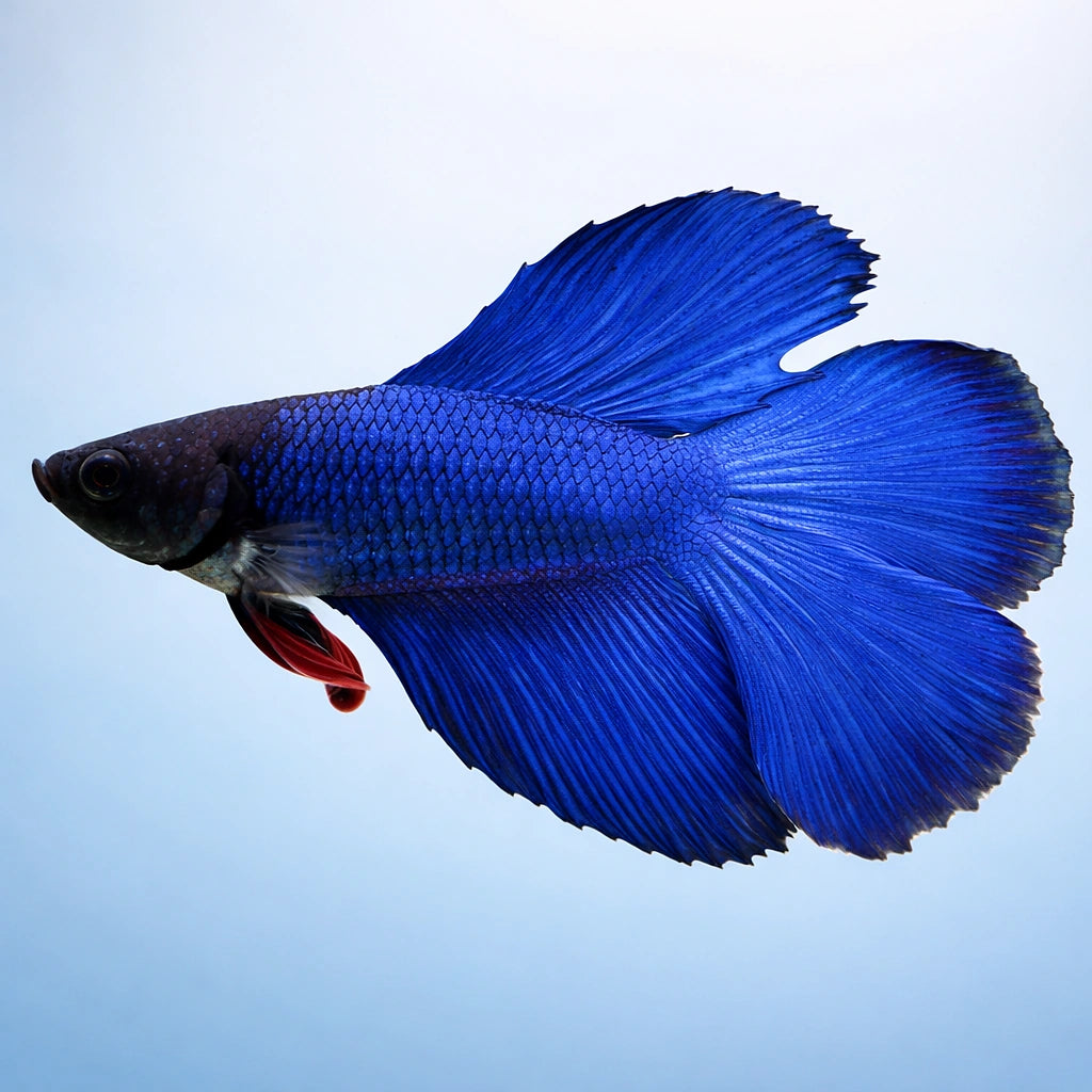 Betta spl. male double tail blue XL — tropical fish for sale UK — AI side clean view